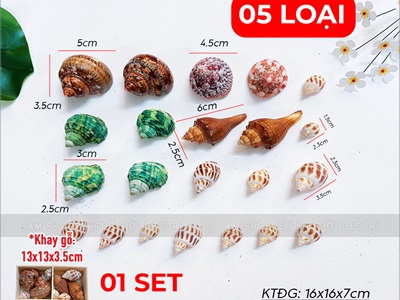 Set vỏ ốc biển hộp gỗ 4 ngăn ốc đỏ [Hàng đẹp - 5 kiểu] VOSOOC-SET04